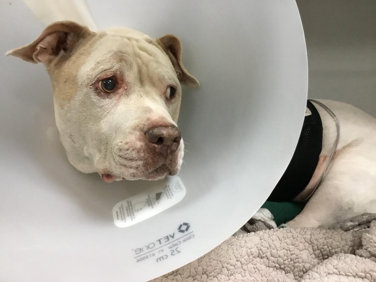 mrNY2cali's tweet photo. When my puppers Daisy Mae comes back from hospital after having her spleen taken out &amp; biopsy on liver done; I suspect she is going to be extra bossy &amp; reach new levels of DIVA https://t.co/mDhxup9tdg