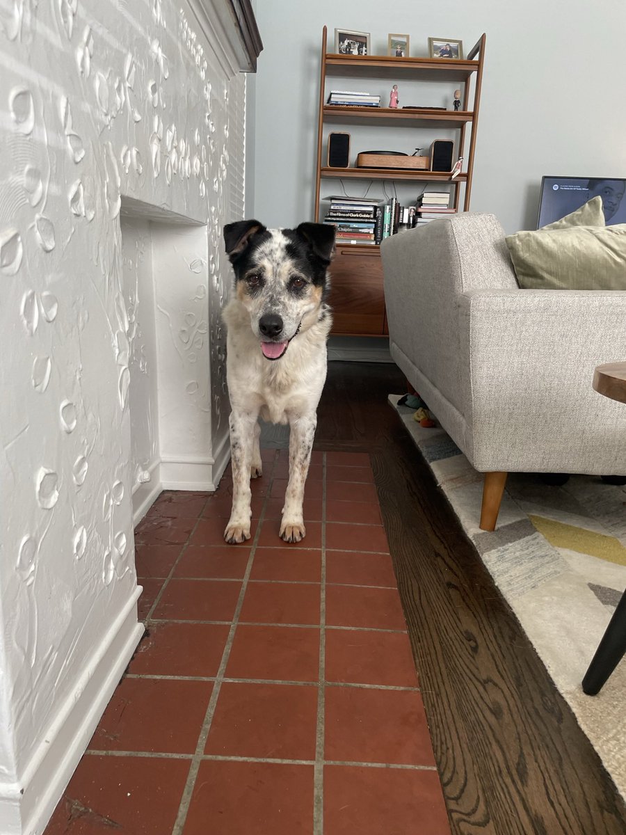 MissCarley's tweet photo. Sigh. This poor foster experienced a setback today after doing very well. If ANYONE in the L.A. area can welcome him into their home until he meets his forever humans in 2 weeks *please* let me know. Needs a quiet home with no dogs. https://t.co/QdkhpIxQvi