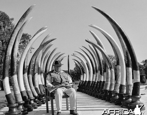 AnhWRI39C's tweet photo. Did you know that shooting elephants was considered a form of masculinity in the 1900s? “They considered tusks as a measurement of achievement and mighty, so they would collect as many as they could and hang them on the wall as trophies.” (1st AP excerpt) #39canimals https://t.co/xSU1XYWFlF