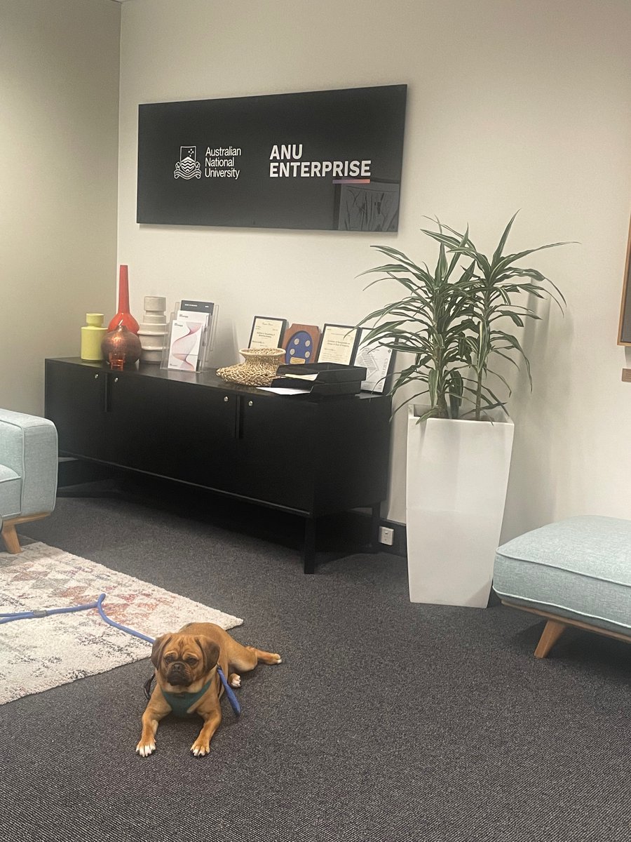 ANUEnterprise's tweet photo. We've stepped up security today! - Introducing lemon who will be needing quality pats before you enter the office ☺️🦮
 #noneshallpass #petsofanu @ourANU https://t.co/eZ0xsQ51Dd