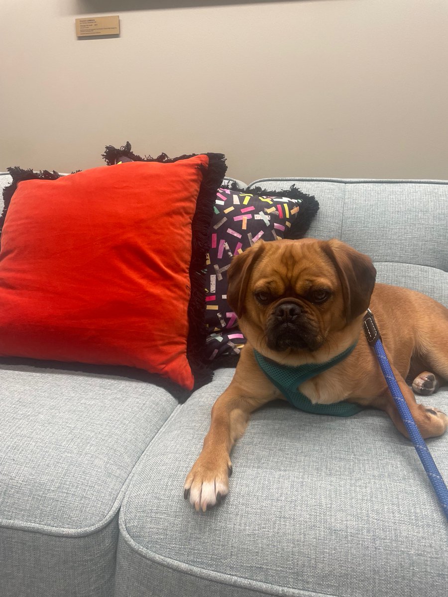 ANUEnterprise's tweet photo. We've stepped up security today! - Introducing lemon who will be needing quality pats before you enter the office ☺️🦮
 #noneshallpass #petsofanu @ourANU https://t.co/eZ0xsQ51Dd