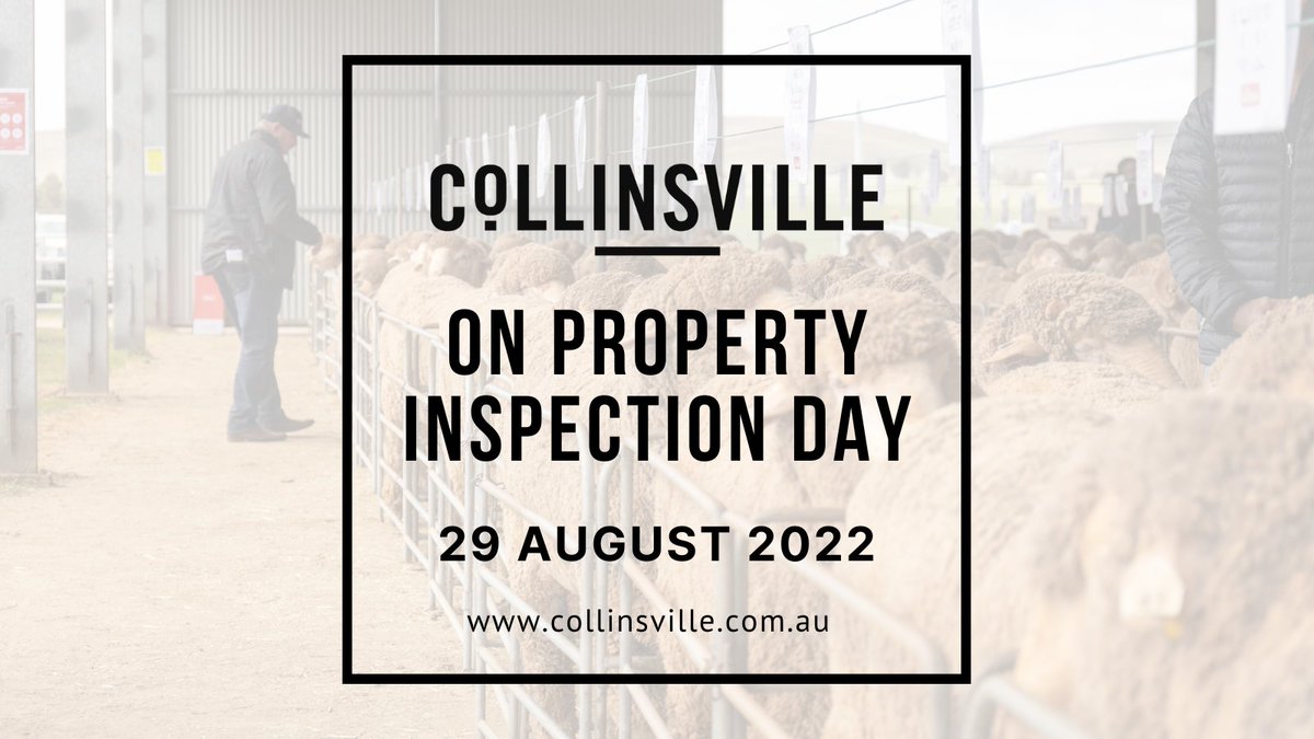 CollinsvilleAUS's tweet photo. INSPECTION DAY 29 AUGUST 2022
Tomorrow we are hosting our on-property inspection day at Collinsville’s Sale Complex, 191 Popperinghi Rd, Hallett SA.
See you tomorrow!
https://t.co/DjW5twMvMW
#CollinsvilleStudMerinos #ProfitableSheep https://t.co/LYInV0huYT