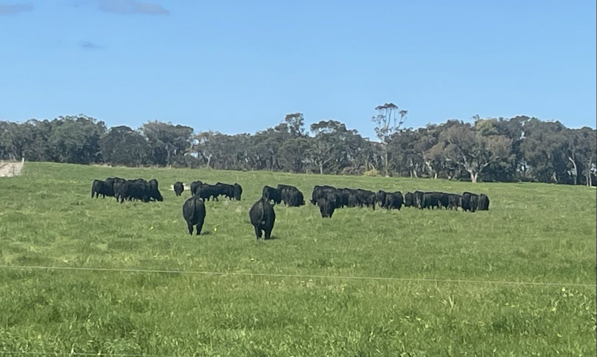 severnangus's tweet photo. Bulls loving the early spring #julyborn #febsale #sciencenotfiction https://t.co/XzI3wfDlu3