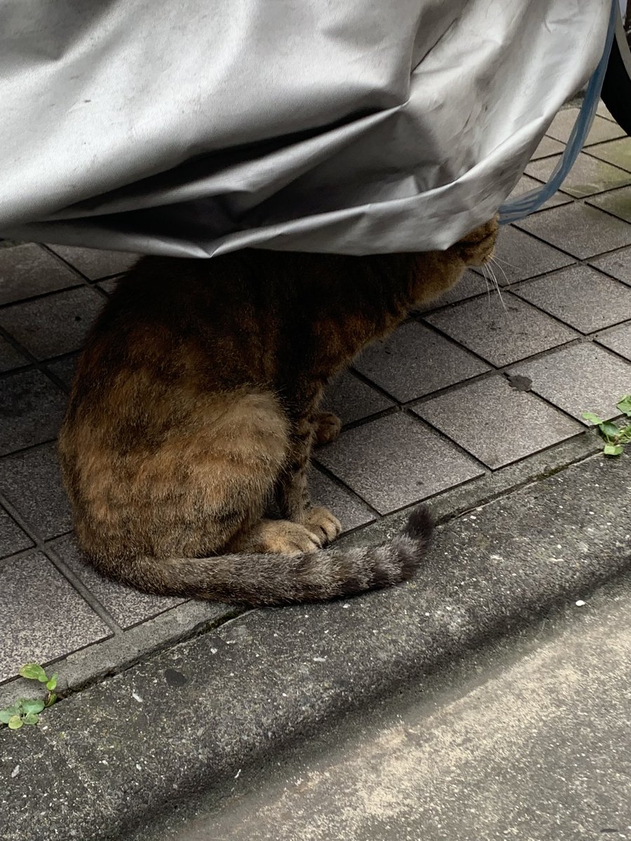 jyosuke_neko's tweet photo. 野良猫が癖強めな涼み方してた

 #いや涼み方よw
 #猫好きさんと繋がりたい 
 #ねこ https://t.co/zluhWSuiG7