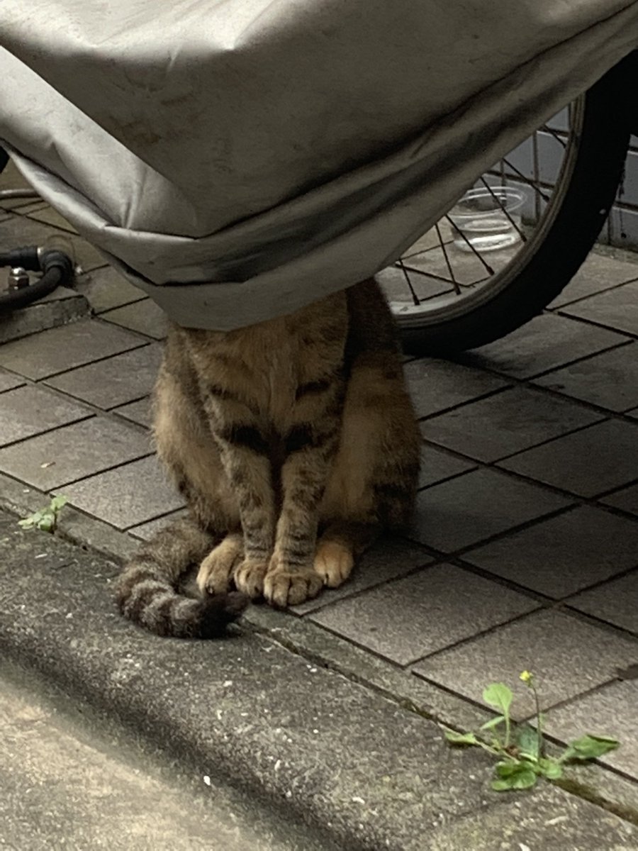 jyosuke_neko's tweet photo. 野良猫が癖強めな涼み方してた

 #いや涼み方よw
 #猫好きさんと繋がりたい 
 #ねこ https://t.co/zluhWSuiG7