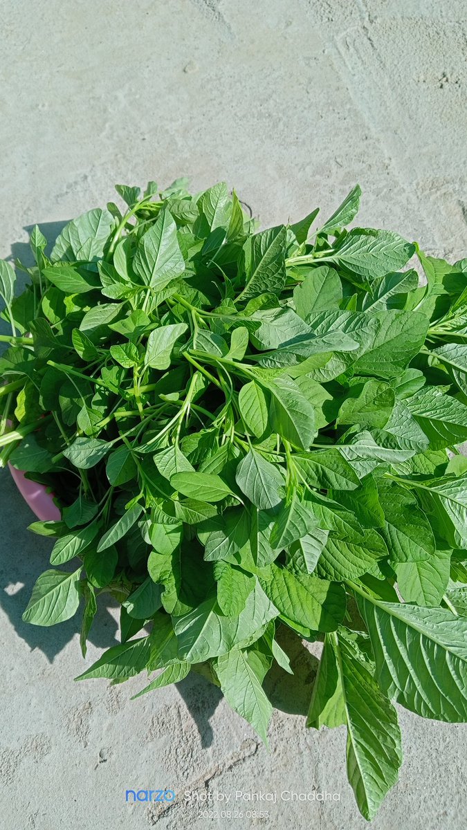 pankaj_chaddha's tweet photo. From seeds to plants to eatable food. Growing your own food comes with a lot of positives.
Today's Harvest Red and Green amaranth.
#growyourownfood #organicfarming #myterracegarden #gardening #harvest #greenamaranth #redamaranth
#pankajchaddha https://t.co/kSyOTAwp4b