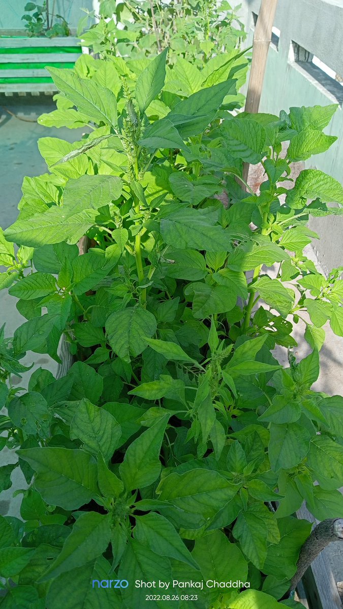 pankaj_chaddha's tweet photo. From seeds to plants to eatable food. Growing your own food comes with a lot of positives.
Today's Harvest Red and Green amaranth.
#growyourownfood #organicfarming #myterracegarden #gardening #harvest #greenamaranth #redamaranth
#pankajchaddha https://t.co/kSyOTAwp4b