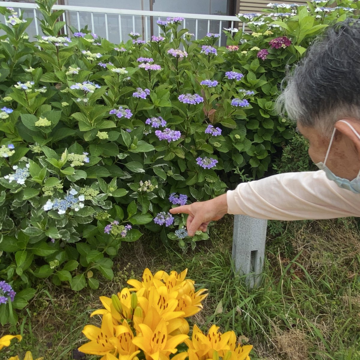 _hizenya's tweet photo. 紫陽花の琥珀糖
完成が楽しみだ🎨

#孫 と #おじいちゃん の思い出の花

・・・・・・・・・・・・・・・・・

販売するの？
というお声が沢山届いているのですが、
それは当日のお楽しみです😎
ふふふ🤭

・・・・・・・・・・・・・・・・・

#ひぜんやマルシェ https://t.co/bBKMaLbnLX