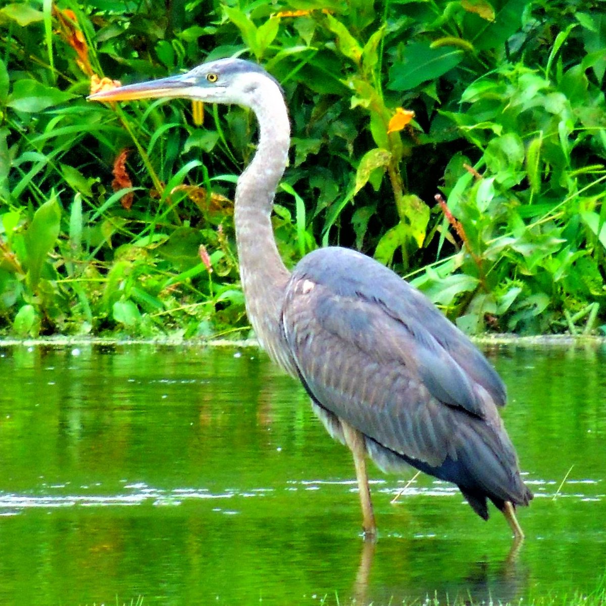 CaneDaddyTweets's tweet photo. Great Blue Heron
MarkDwyerCollection
#MarkDwyerCollection https://t.co/Of8dPXRM5j