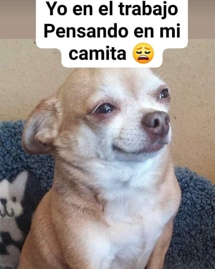 SuavesLomitos's tweet image. 