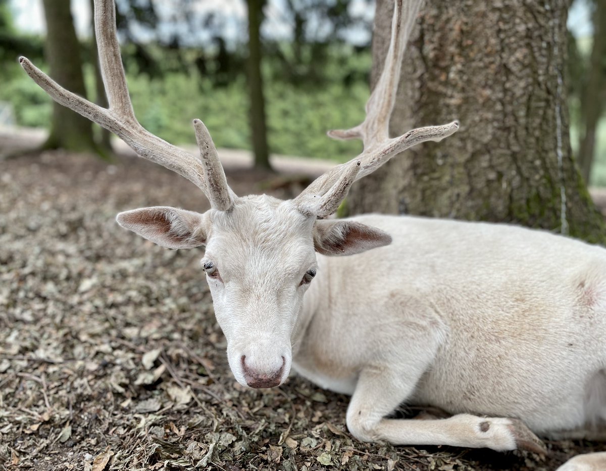 eifelhauschen's tweet image. lohnt sich für groß und klein…
#Hellenthal #Tierpark #Nationalpark #Eifel