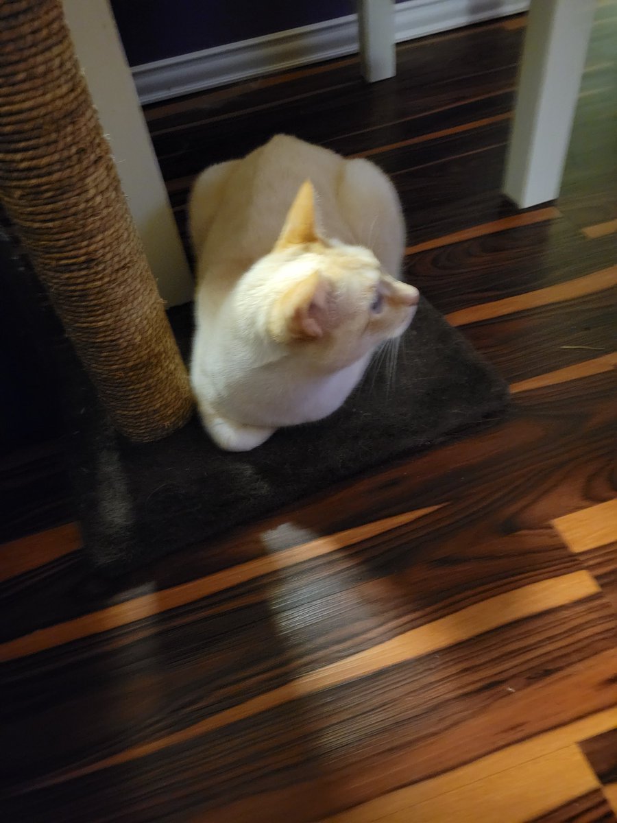 DarlingJenn's tweet photo. Clowder 1 of 6 very interested in Dream of a Thousand Cats. The rest of the Clowder, not so much.  @neilhimself https://t.co/iCGTVkpgpu