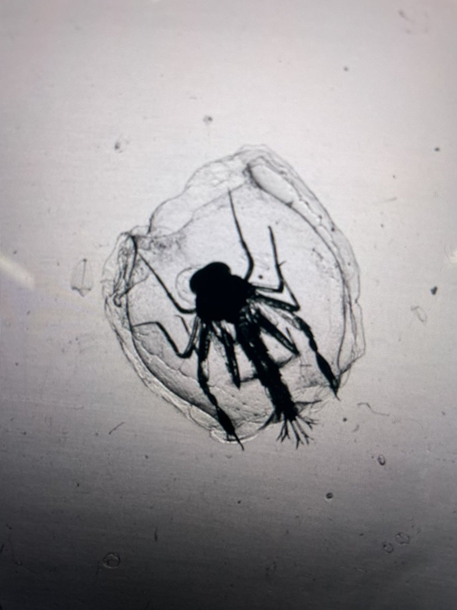 KakaniKatija's tweet photo. A #telecentric view of #Phronima in a #salp barrel during the @MBARI_News @BioinspirLab #DOIGExpedition2022. You have to trust me, these high speed videos (500 fps) are 🤯!! https://t.co/IUXZywCGFp