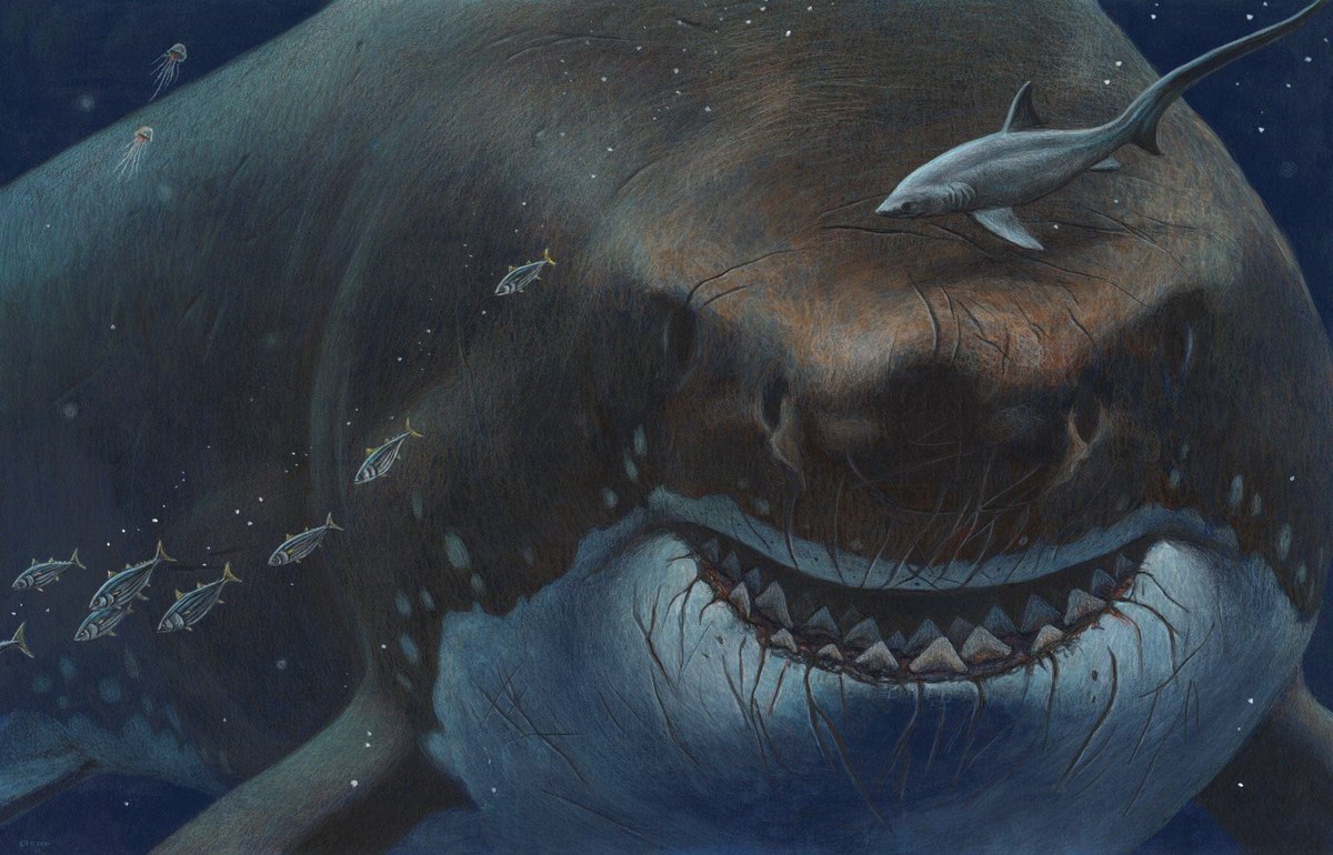 thepatriotsasia's tweet photo. "Megalodon - Jerung 10 Kali Ganda Saiz T-Rex."

Jerung megalodon adalah antara pemangsa yang paling garang, paling besar, paling berkuasa yang pernah berenang di lautan. Ia mampu mencapai dua kali ganda saiz Tyranosaurus Rex dan daya gigitannya mampu meremukkan sebuah kereta, https://t.co/z9KFMGdMwN