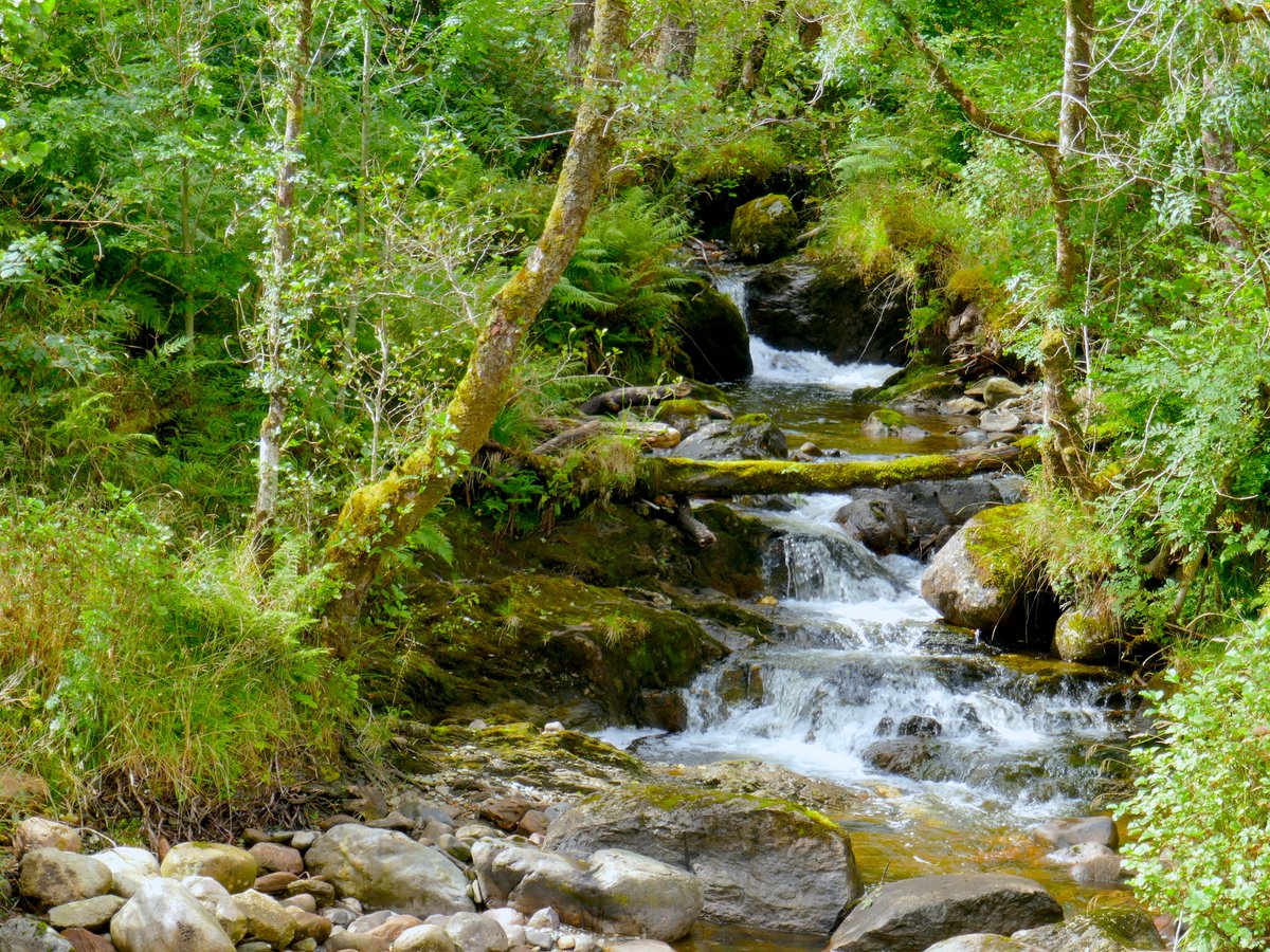Glencoe and Glen Etive with a stretch of West Highland Way and lots of wild flowers, including grass-of-parnassus (aka bog star)...