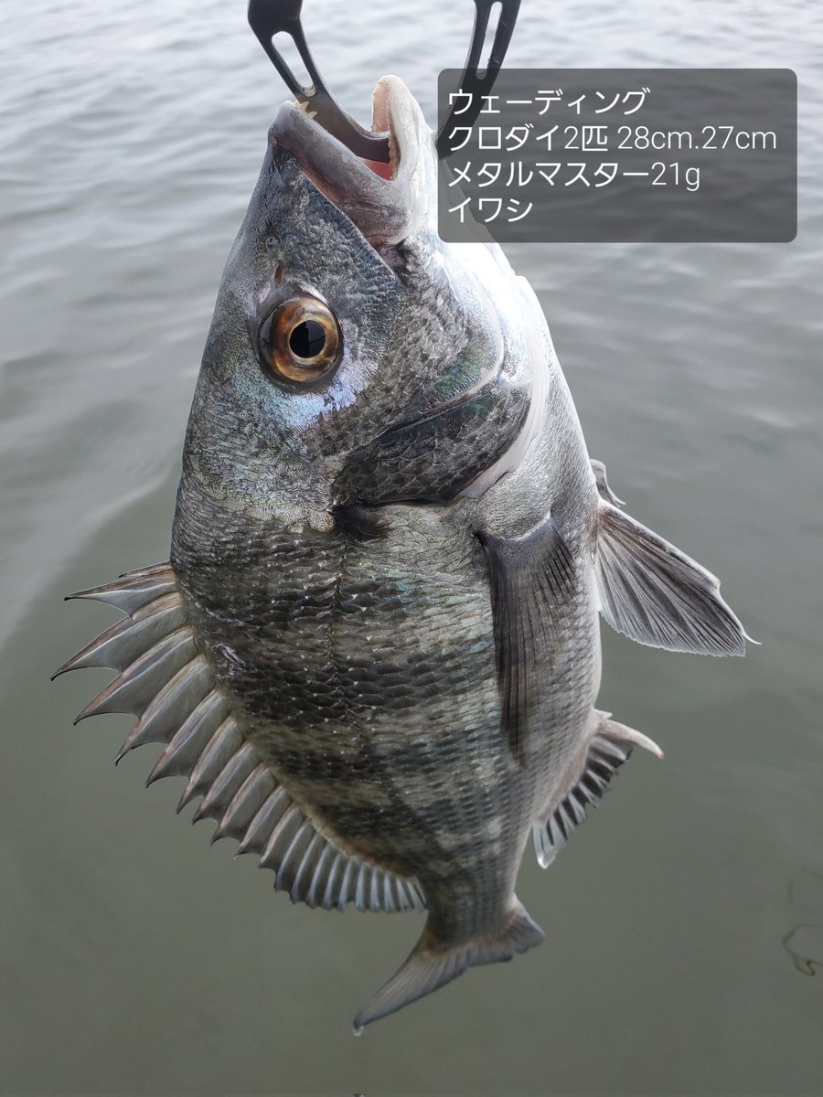 oldacquaint's tweet photo. 8/26
湾奥河川
デイゲーム
#オカッパリ
#ウェーディング
釣果：3匹
シーバス1匹 59cm
クロダイ2匹 28.27cm
#メタルマスター14g
#メタルマスター21g

今日のシーバスはビックリするくらい動かなかったな～

#シーバス
#seabass
#鱸
#シーバス釣り
#ビッグベイト
#湾奥 https://t.co/kqgq35haS8