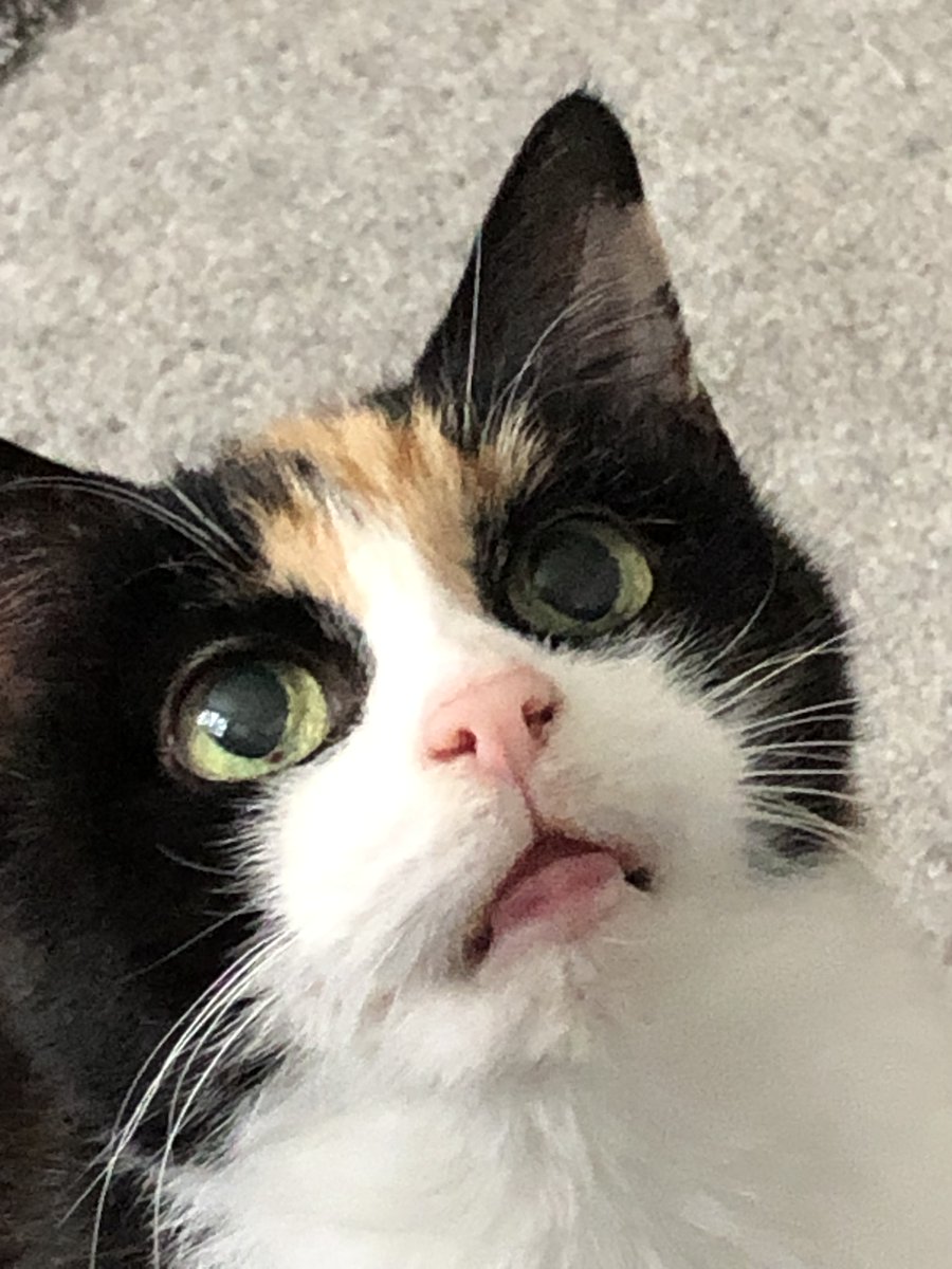 Elizabeth & Victoriaq. 🌈 tweet media