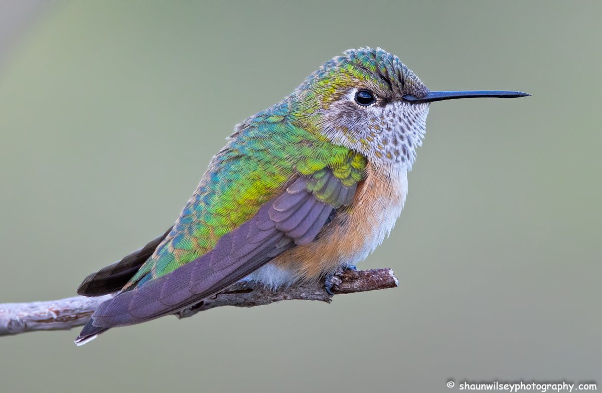 Juvenile Broad-Tailed Hummingbird. Colorado 8/23/2022. #colorado #coloradophotography #photography #wildlife #wildlifephotography #bird #birds #hummingbird #hummingbirds #broadtailedhummingbird #broadtailedhummingbirds
