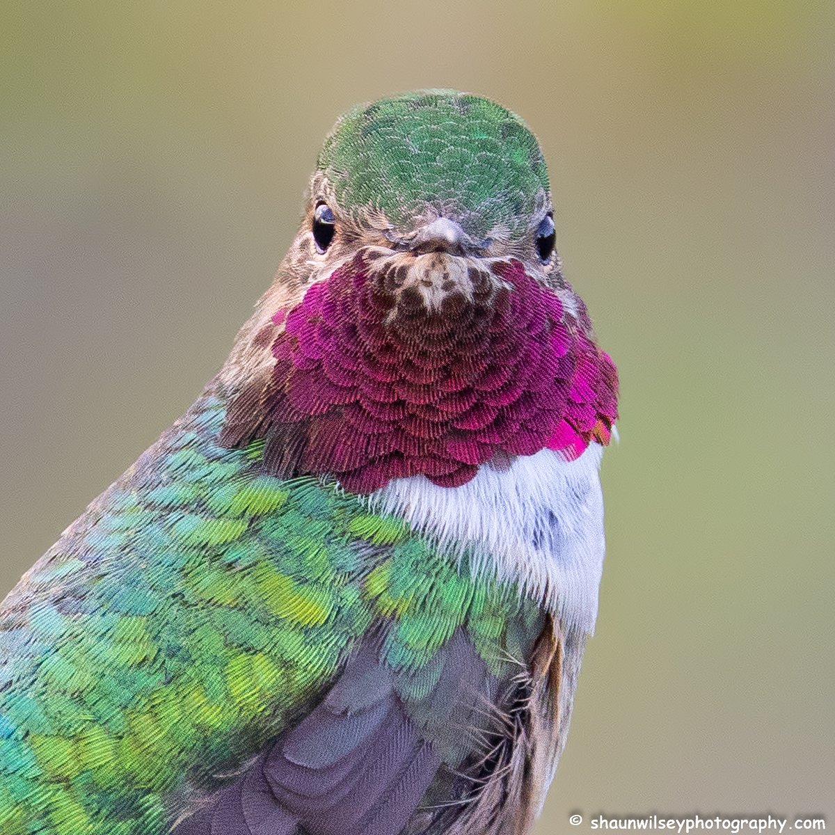 Staring contest with a Broad-Tailed Hummingbird. Colorado 8/23/2022. #colorado #coloradophotography #photography #wildlife #wildlifephotography #bird #birds #hummingbird #hummingbirds #broadtailedhummingbird #broadtailedhummingbirds #staringcontest