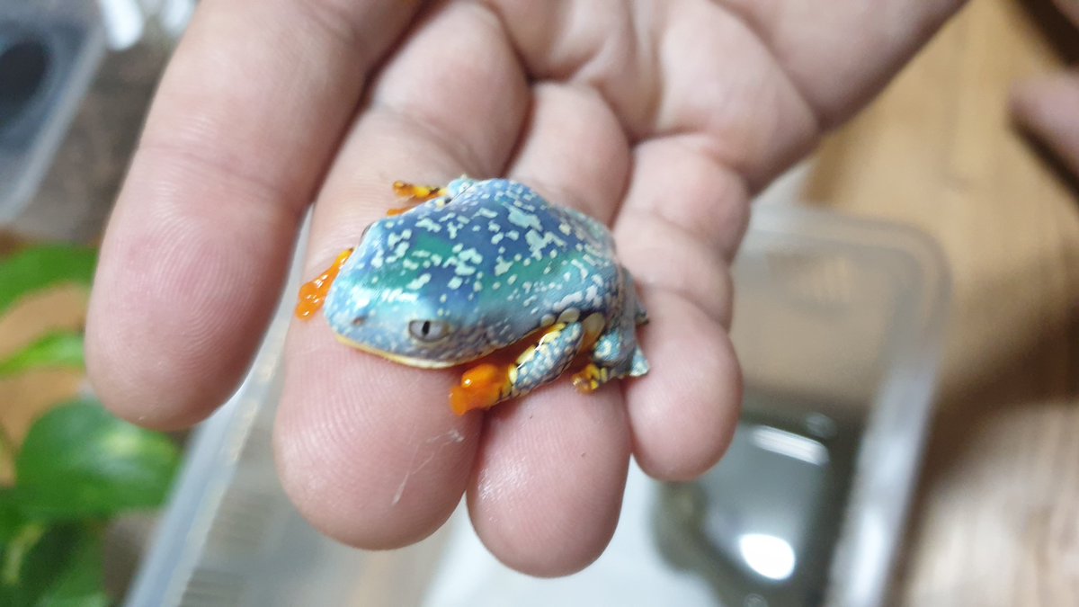 Morikaeru86's tweet photo. #fringedleaffrog #fringedleaffrogsofinstagram #프린지드리프프록 #Cruziohylacraspedopus #Amazonleaffrog #ケンランフリンジアマガエル #ガエル #frog #amphibia #amphibiansofinstagram #treefrog #treefrogsofinstagram https://t.co/2wS43d9EBj