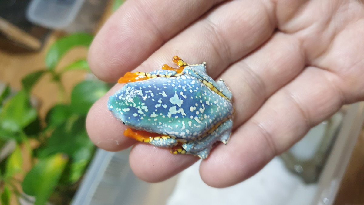 Morikaeru86's tweet photo. #fringedleaffrog #fringedleaffrogsofinstagram #프린지드리프프록 #Cruziohylacraspedopus #Amazonleaffrog #ケンランフリンジアマガエル #ガエル #frog #amphibia #amphibiansofinstagram #treefrog #treefrogsofinstagram https://t.co/2wS43d9EBj