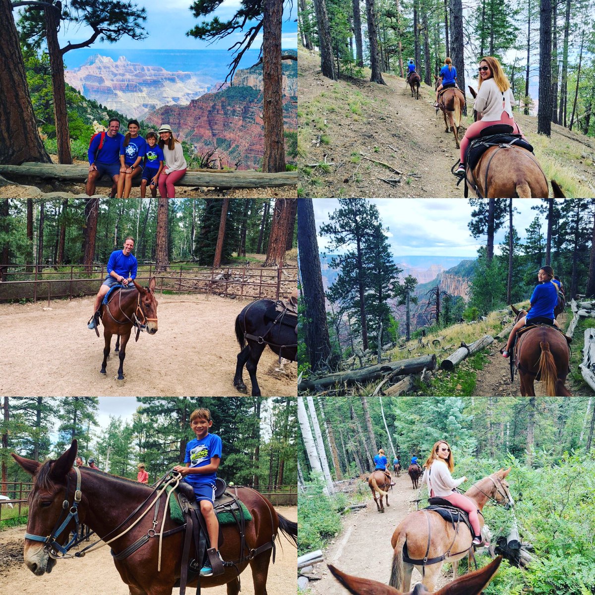 BophaMalone's tweet photo. I told Tom that I was sick of hiking and wanted a helicopter to explore the Grand Canyon; he got us mules instead! I rode Cobra, whose personality was just like mine - she was stubborn and loved to snack! #Muleride #Cobra #Leslie #Bill #Highball https://t.co/Cyx5BtKMEB