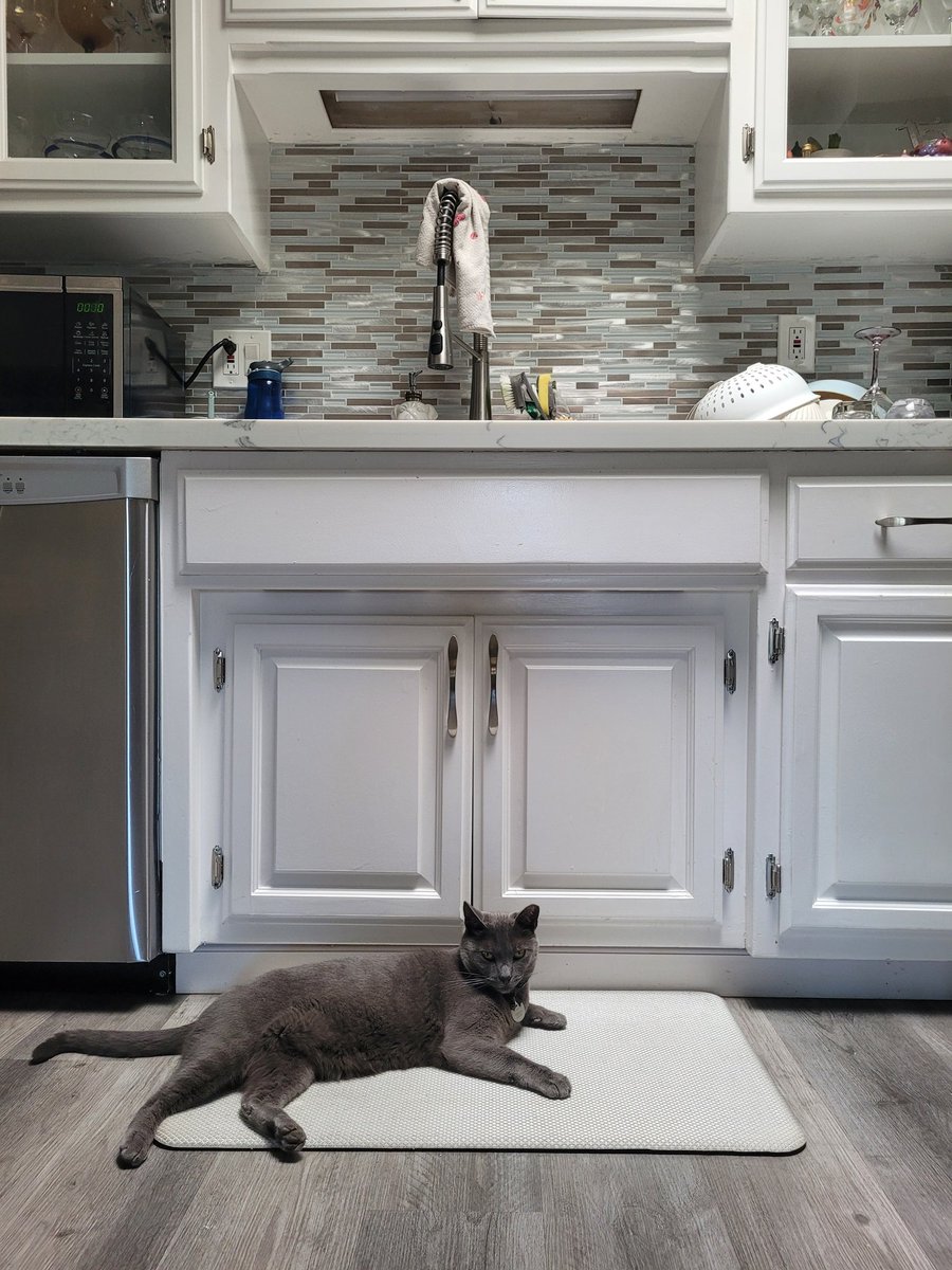 kokidesivar's tweet photo. When you are a #Cat you just chill on the Kitchen floor. _
#koolcats #Gato https://t.co/cVojll1Znp