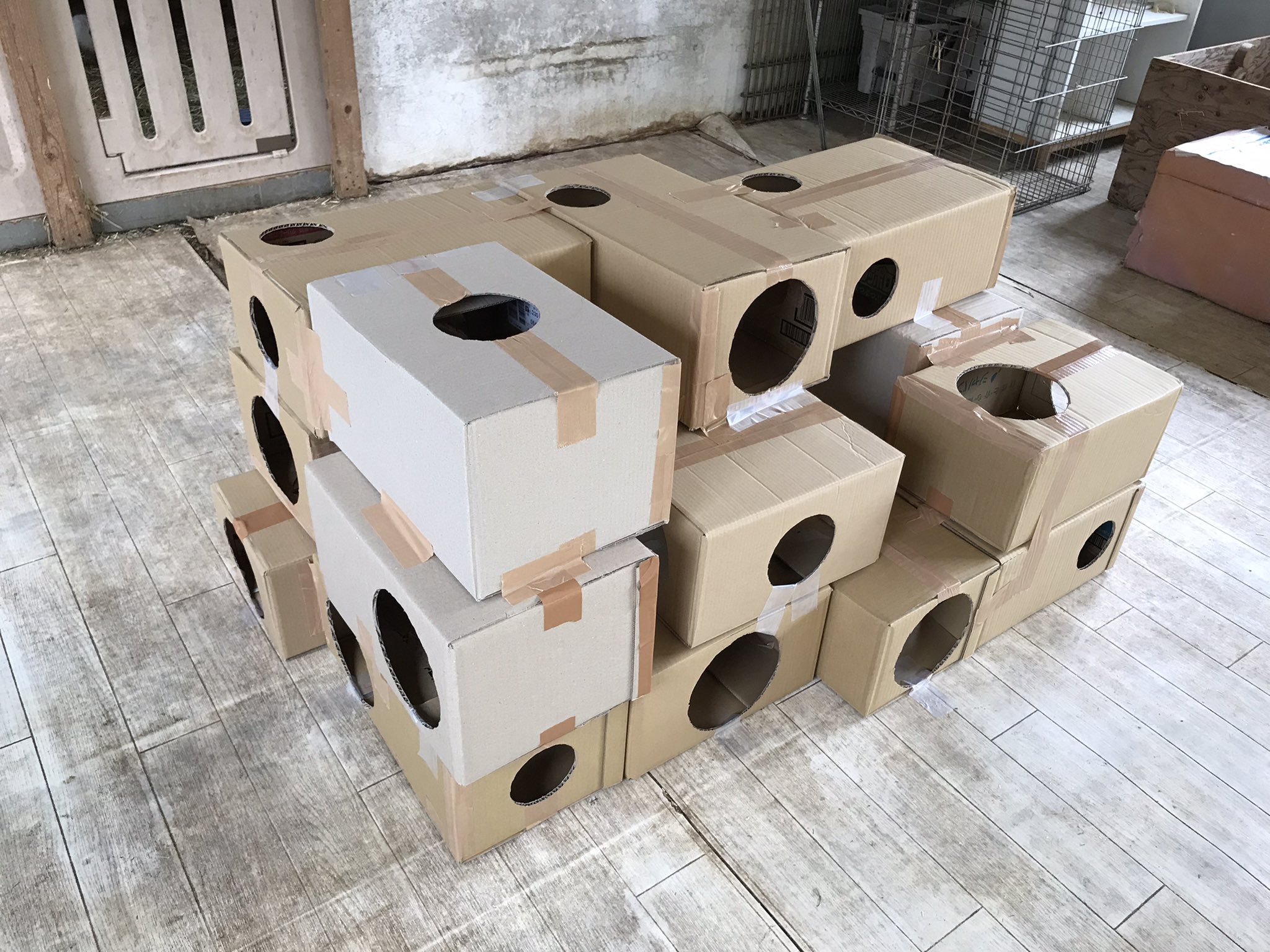 【多分・・本物】動物の〇ちゃんを素材としたプラクルアン。すごい金運＆幸運らしい… 多分・・本物】動物の〇ちゃんを素材としたプラクルアン。すごい