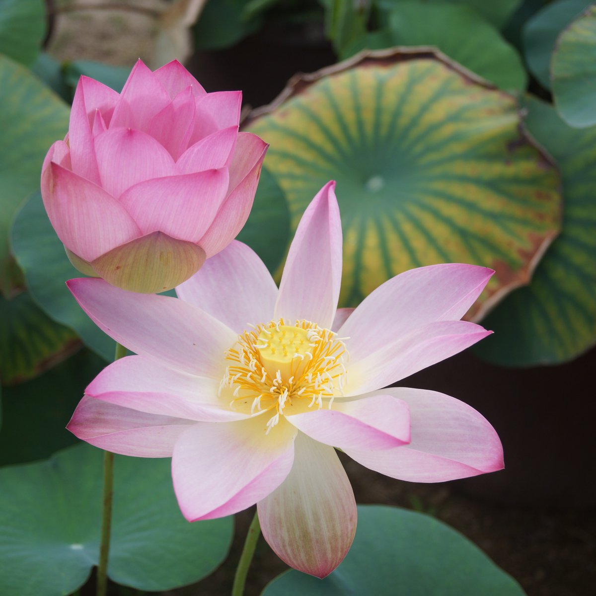 Lotus Flower Twitter Search Twitter