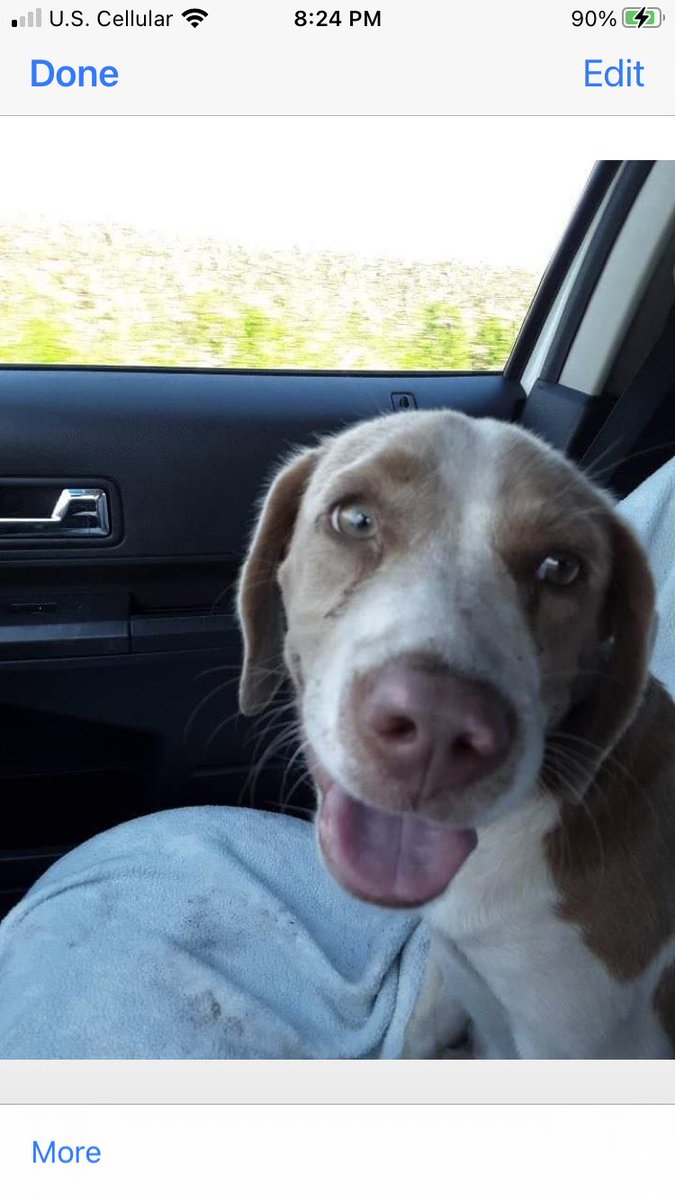 Lola Patolla tweet media