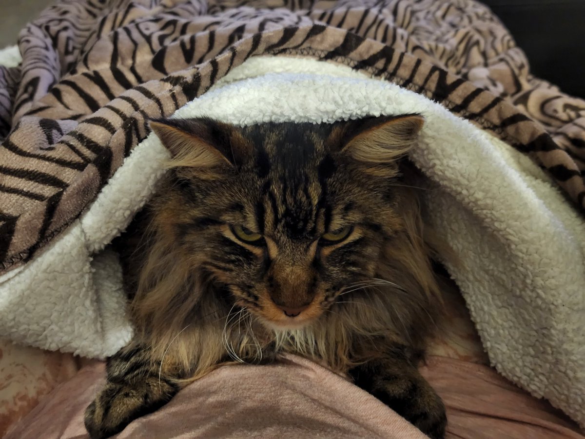 LudwigLaneMusic's tweet photo. My sweet cat loves when I wake him up. https://t.co/oIsLWjy3dr