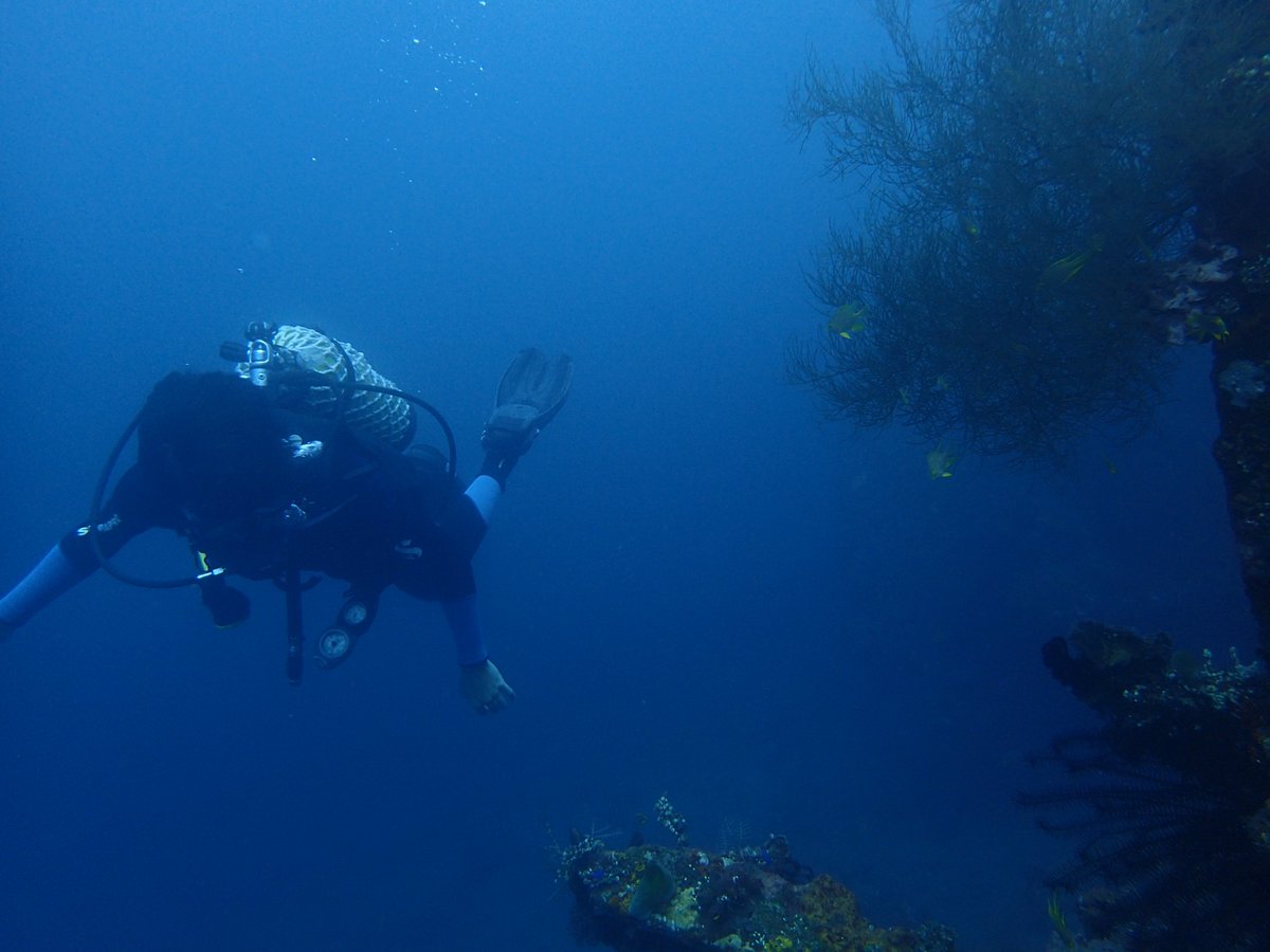 enadive's tweet photo. Come to Bali and dive with us https://t.co/HnQv5WaDgS #scuba #scubadiving #divingtrip #balidiving #snorkeling #snorkelingtrip https://t.co/gQ1V7XZpUf