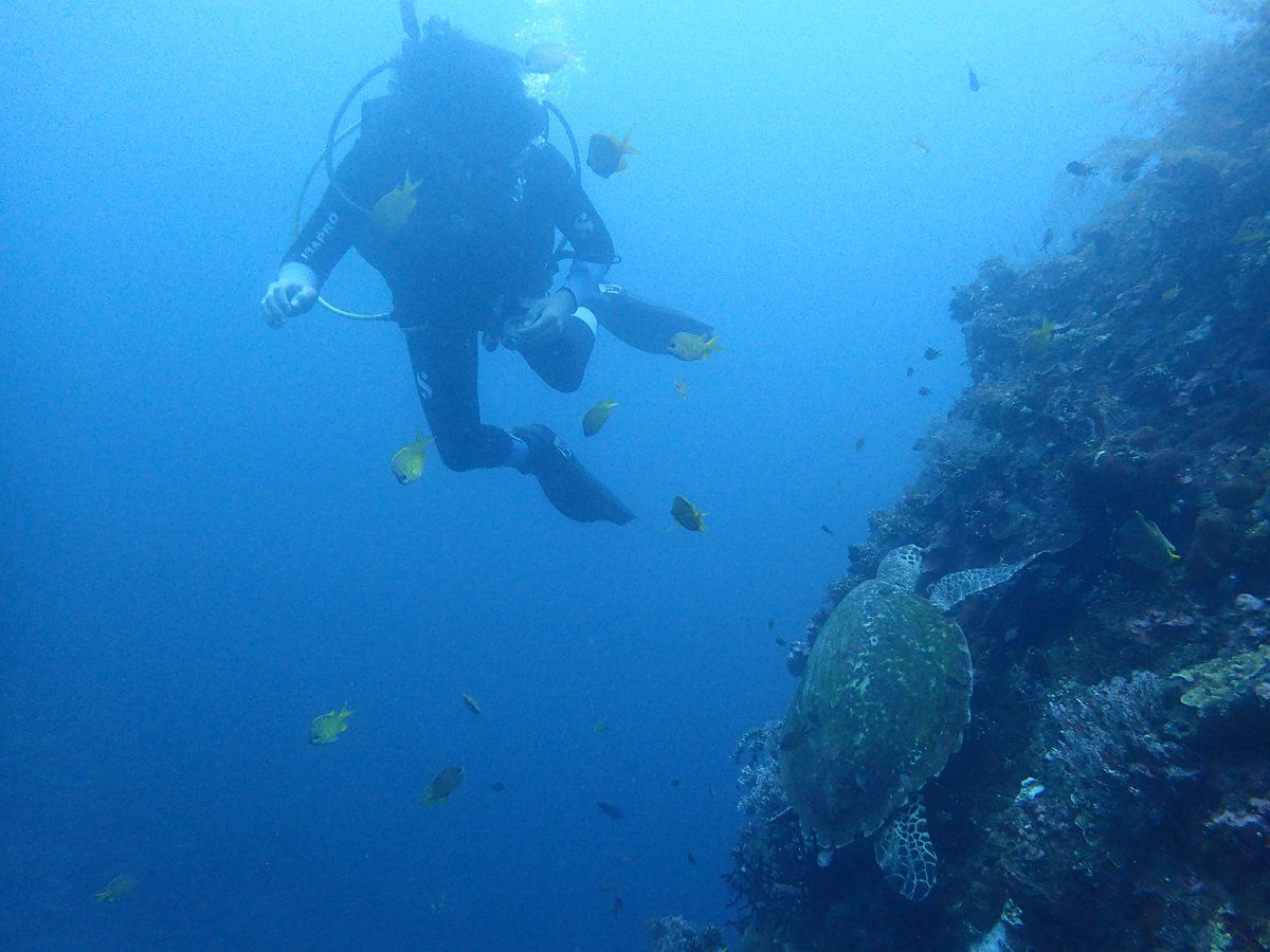 enadive's tweet photo. Come to Bali and dive with us https://t.co/HnQv5WaDgS #scuba #scubadiving #divingtrip #balidiving #snorkeling #snorkelingtrip https://t.co/gQ1V7XZpUf