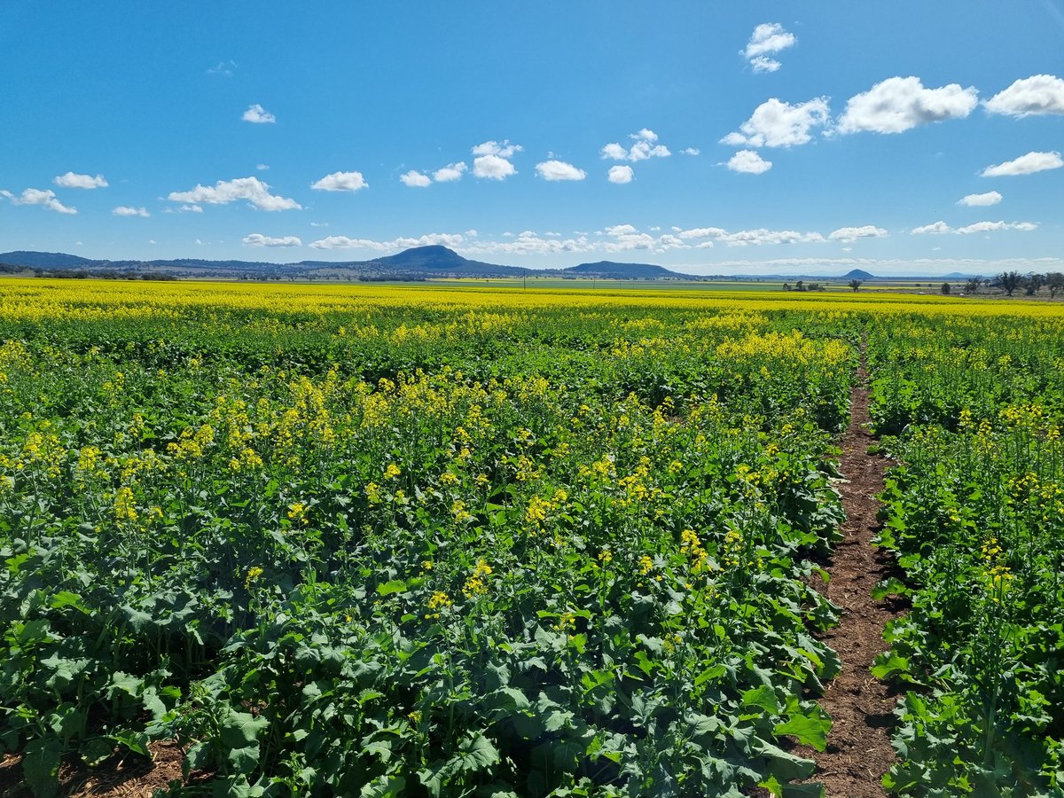 Anthony Gordon tweet media