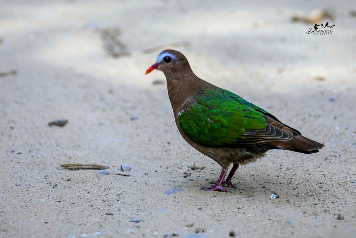 Emerald Dove, treat to the eyes
#DovesNPigeons #indiaves #TwitterNatureCommunity #TwitterNaturePhotography #birding #emeralddove #birdwatching #birdphotography #canonphotography #bestbirds #corbett #bordsofindia #NaturePhotography #naturelovers #NatureBeauty #nature