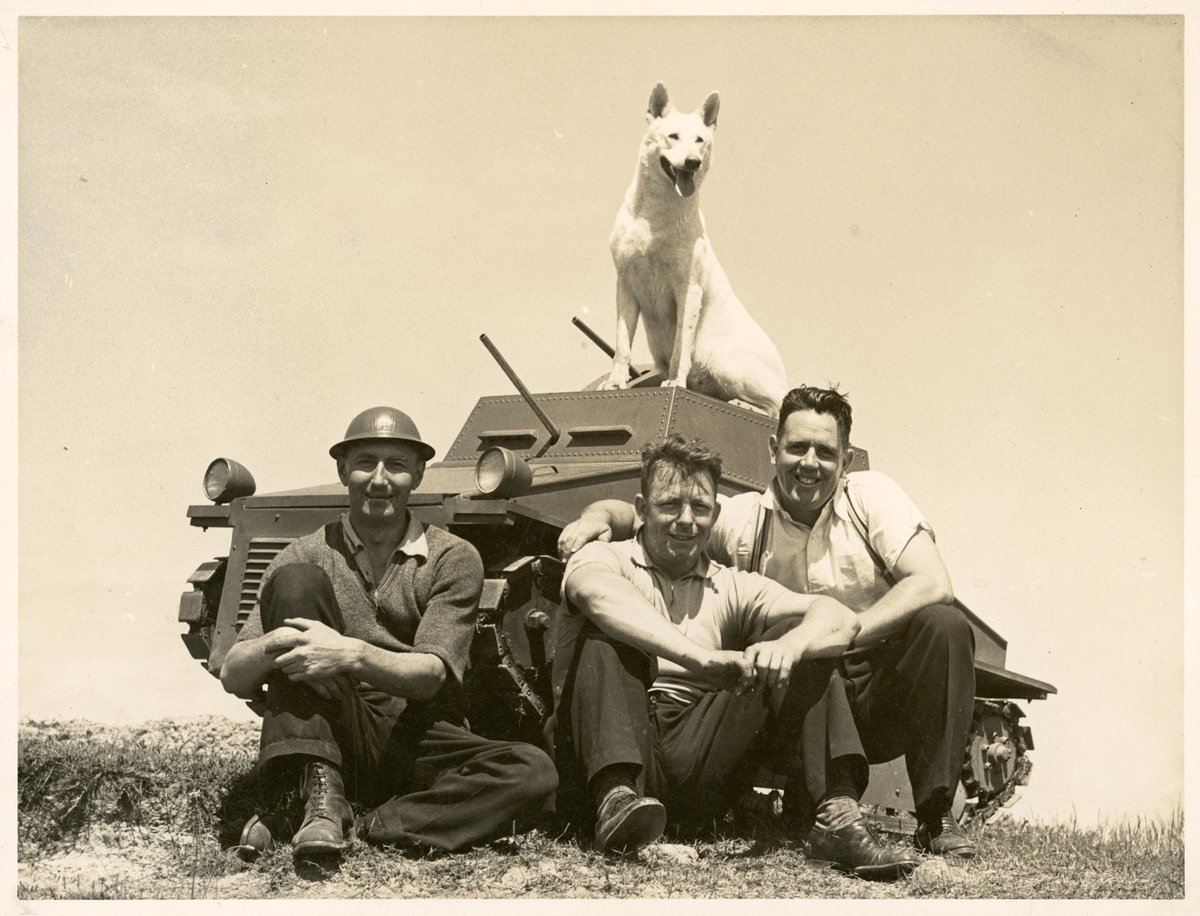 MusHistoryNSW's tweet photo. @nswarchives We have gone #collectionfishing for #InternationalDogDay and found regal white alsatian Zoe, who was one of the first generation of dogs to join the NSW Police in the 1930s. #DiscoverSLM https://t.co/gU6yZC8s48