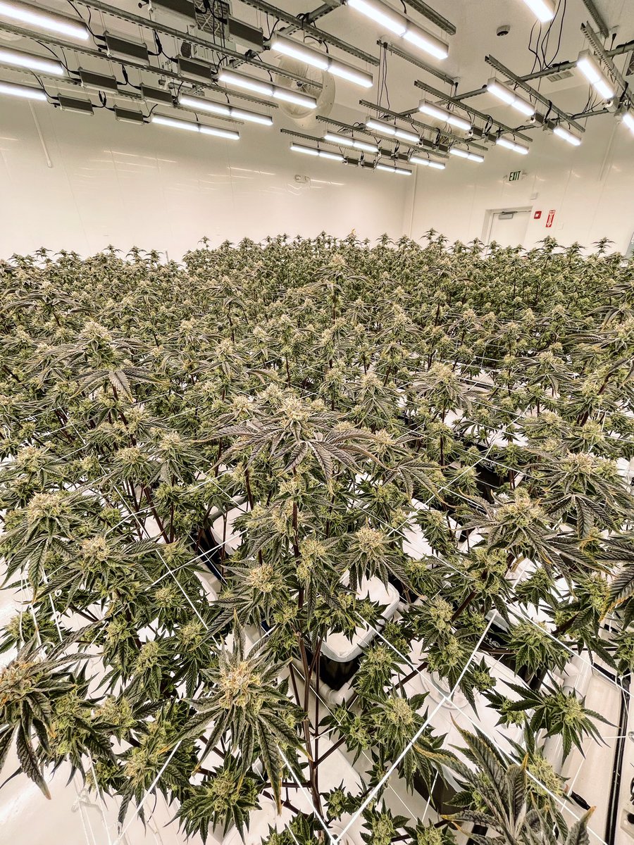 Toured one of my favorite Rhode Island cultivators today 🌿💚 #cannabiscomunity #RhodeIsland #cultivator #cannabisculture