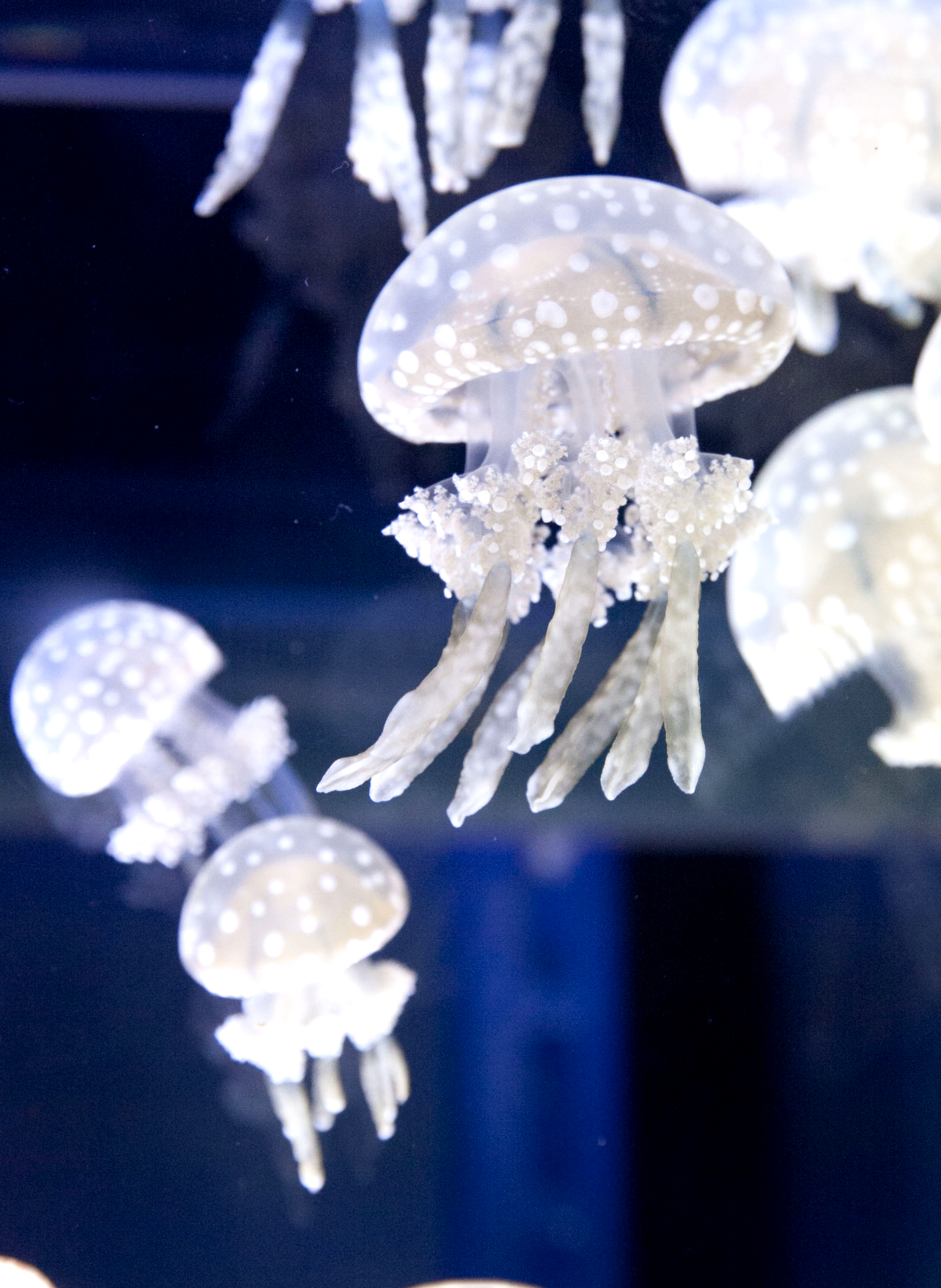 カメラのにっしー 水族館を探索中 Nisshii Camera Twitter