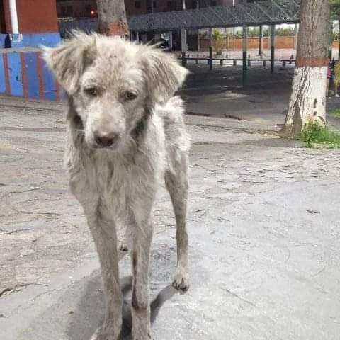 PerroUsuario's tweet photo. URGE atención veterinaria para este pequeño. RT @volknsoni: Solo DIF Una mirada dice más que mil palabras 😓💔
-Perrito en la plaza los libertadores al frente del liceo Fermín toro(Ccs) tiene una patita herida 
No hay número de contacto https://t.co/dfXHfmo3Ao