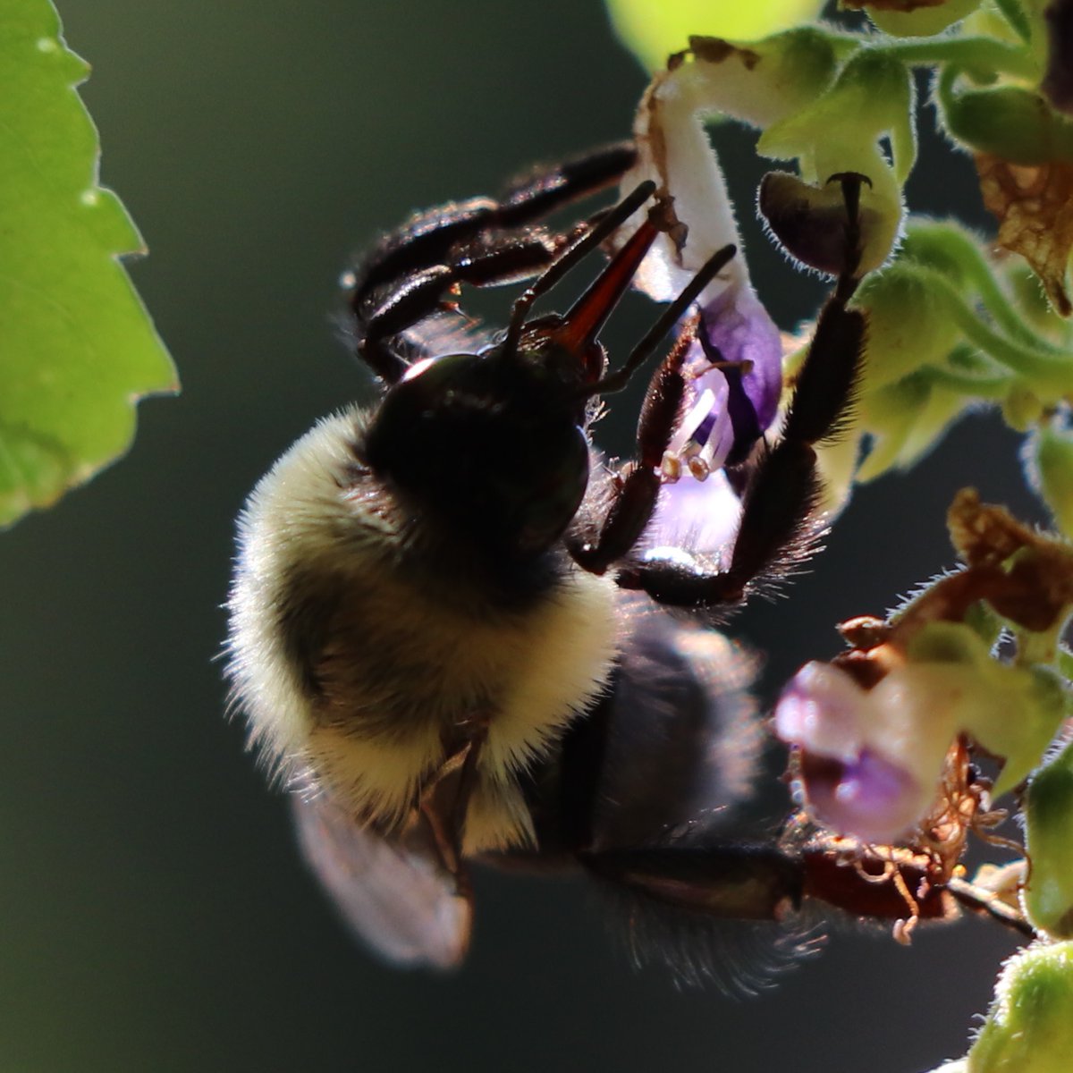 ElyssePoetis's tweet photo. This young Bumble-Bee started visiting my flowers every day - Pollen, so delicious ... 
Read more about Bumblebees at: https://t.co/tDlKbkyKDC 
#Wikipedia #BumbleBees #Cute © photo by Elysse #ElyssePoetis #Canon #Photography #Nature #Flowers #KitchenerInBloom #KW #Ontario #Canada https://t.co/LmY3i0xP6K