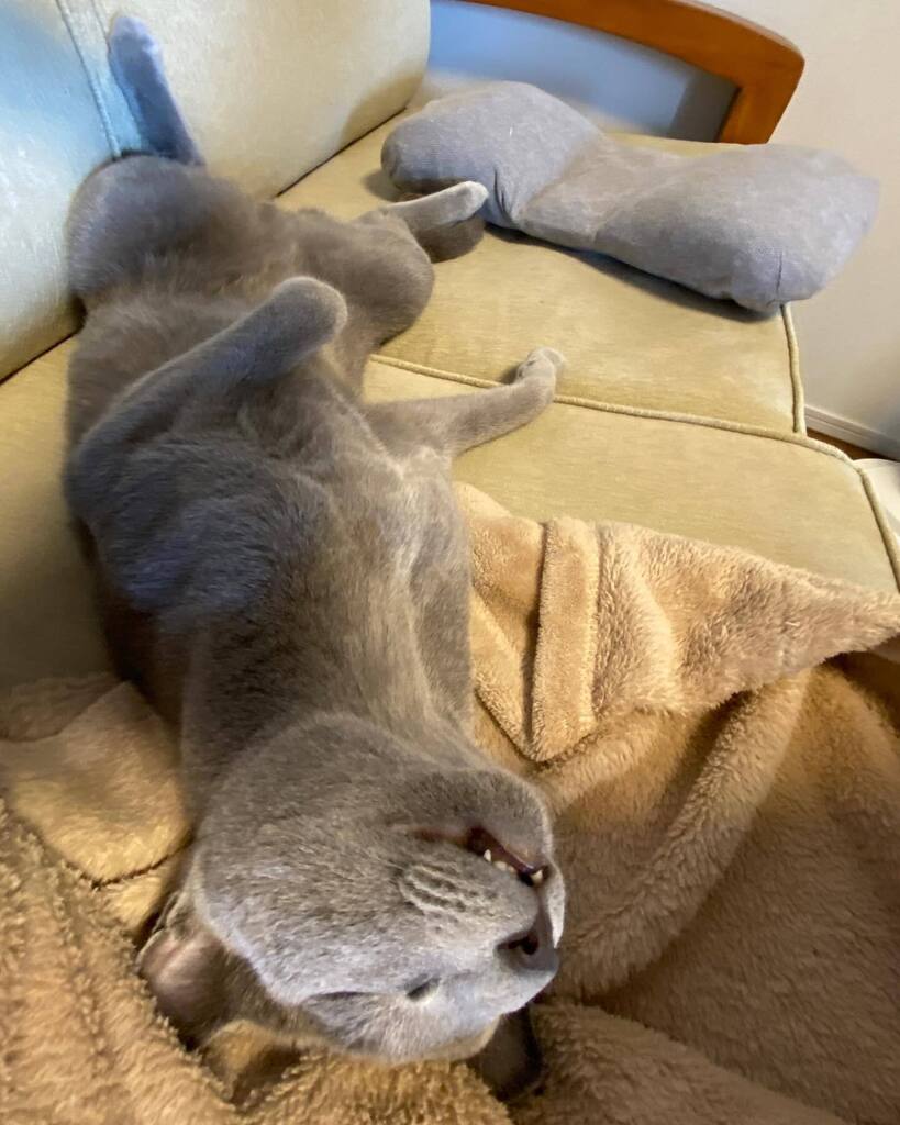 imo76413001's tweet photo. へそてん🐾

#ロシアンブルー
#russianblue
#猫のいる暮らし
#まんじゅう
#へそてん https://t.co/7x9cGLVzTS