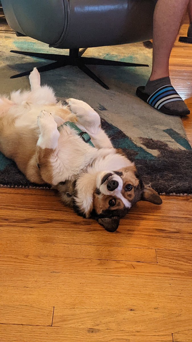 VonnaVonK's tweet photo. So. Friggin. Cute. #thorgi https://t.co/nvQ2NbDLYO