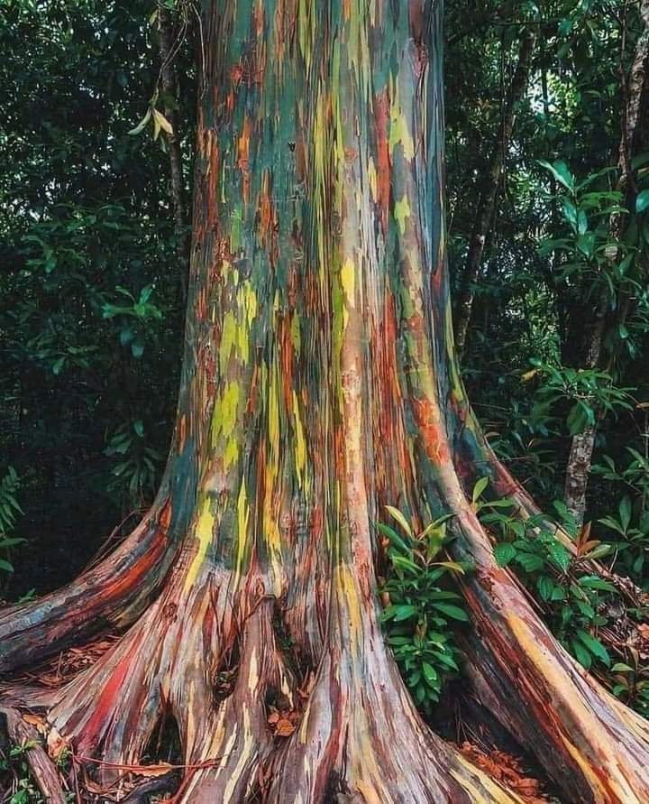 MsCiencia2's tweet photo. Este árbol no está pintado, se trata del Eucalipto Arcoiris, una verdadera obra de arte natural. https://t.co/rTFBieIJvt