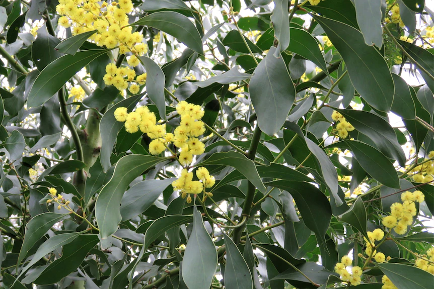ABCscience's tweet photo. At number 10: the golden wattle, Acacia pycnantha

Shoulda been higher, I hear you say? Well, it's on the coat of arms and it had the backing of @ItaButtrose…  but faced some very stiff competition in the final round!

#AusFaveTree https://t.co/geRSv80LRX