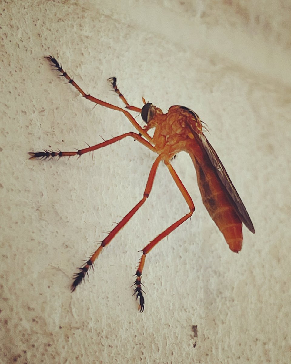 #BCbugs robber fly