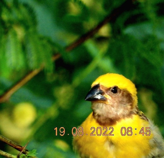 anuradhamathur's tweet photo. Baya weaver... ek Bangla bane nyara #homeMade #BirdsSeenIn2022 #TwitterNatureCommunity #leopardtrail #birdwatching #nature #wildlife #fridaymorning
#IndiAves #ThePhotoHour #nikonphotography @ #BBCWildlifePOTD #natgeoindia https://t.co/bzZhUIgTym