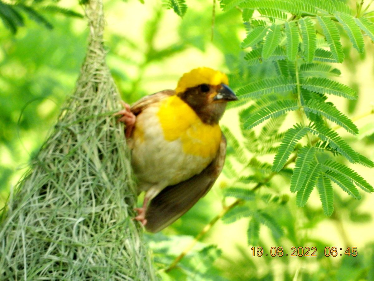 anuradhamathur's tweet photo. Baya weaver... ek Bangla bane nyara #homeMade #BirdsSeenIn2022 #TwitterNatureCommunity #leopardtrail #birdwatching #nature #wildlife #fridaymorning
#IndiAves #ThePhotoHour #nikonphotography @ #BBCWildlifePOTD #natgeoindia https://t.co/bzZhUIgTym