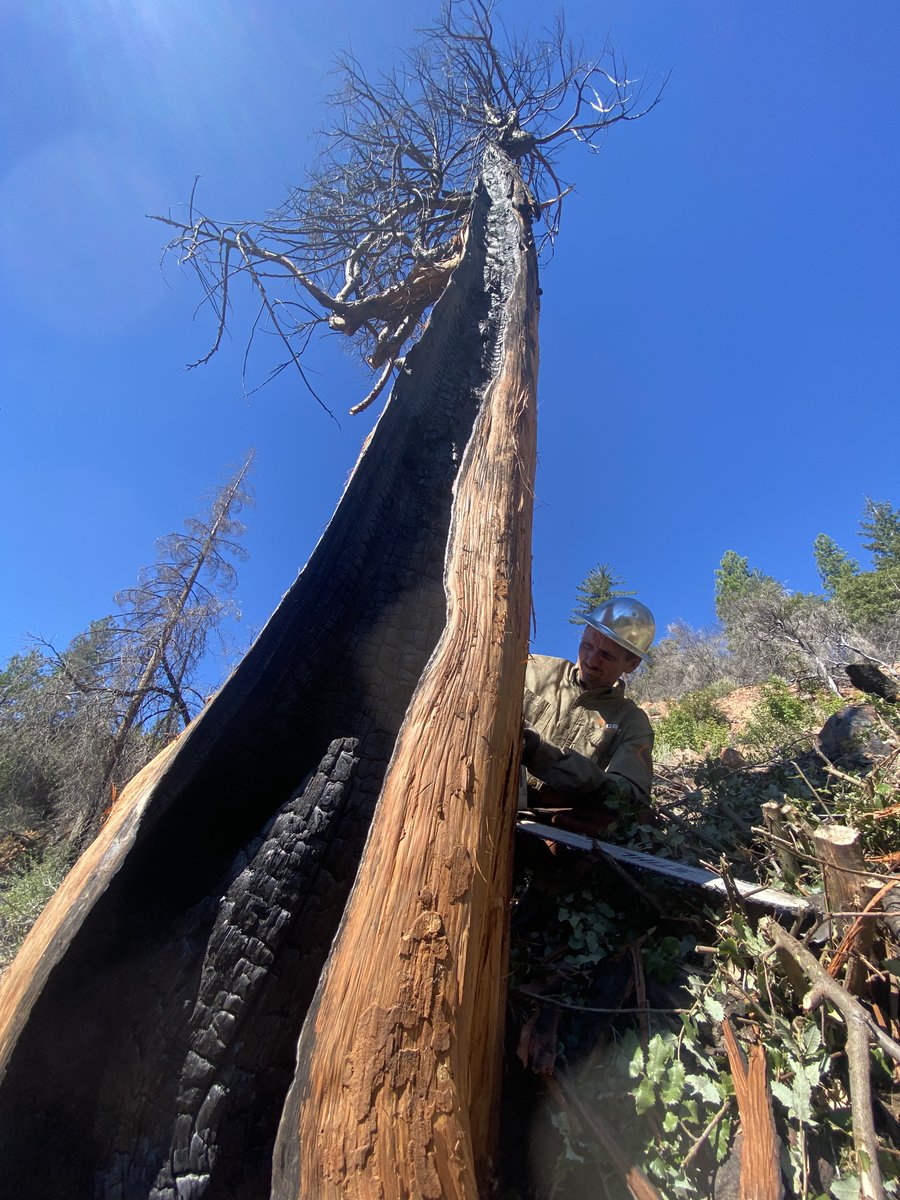 Grind-Fire-Defense (@grindfire) on Twitter photo <a href="/GrindFire/">Grind-Fire-Defense</a> Check out this "cat eye" tree! It was burned during the Carr Fire back in 2018. See our Facebook page for more stories. facebook.com/GrindFireDefen… <a href="/GrindFire/">Grind-Fire-Defense</a> Check out this "cat eye" tree! It was burned during the Carr Fire back in 2018. See our Facebook page for more stories. facebook.com/GrindFireDefen…