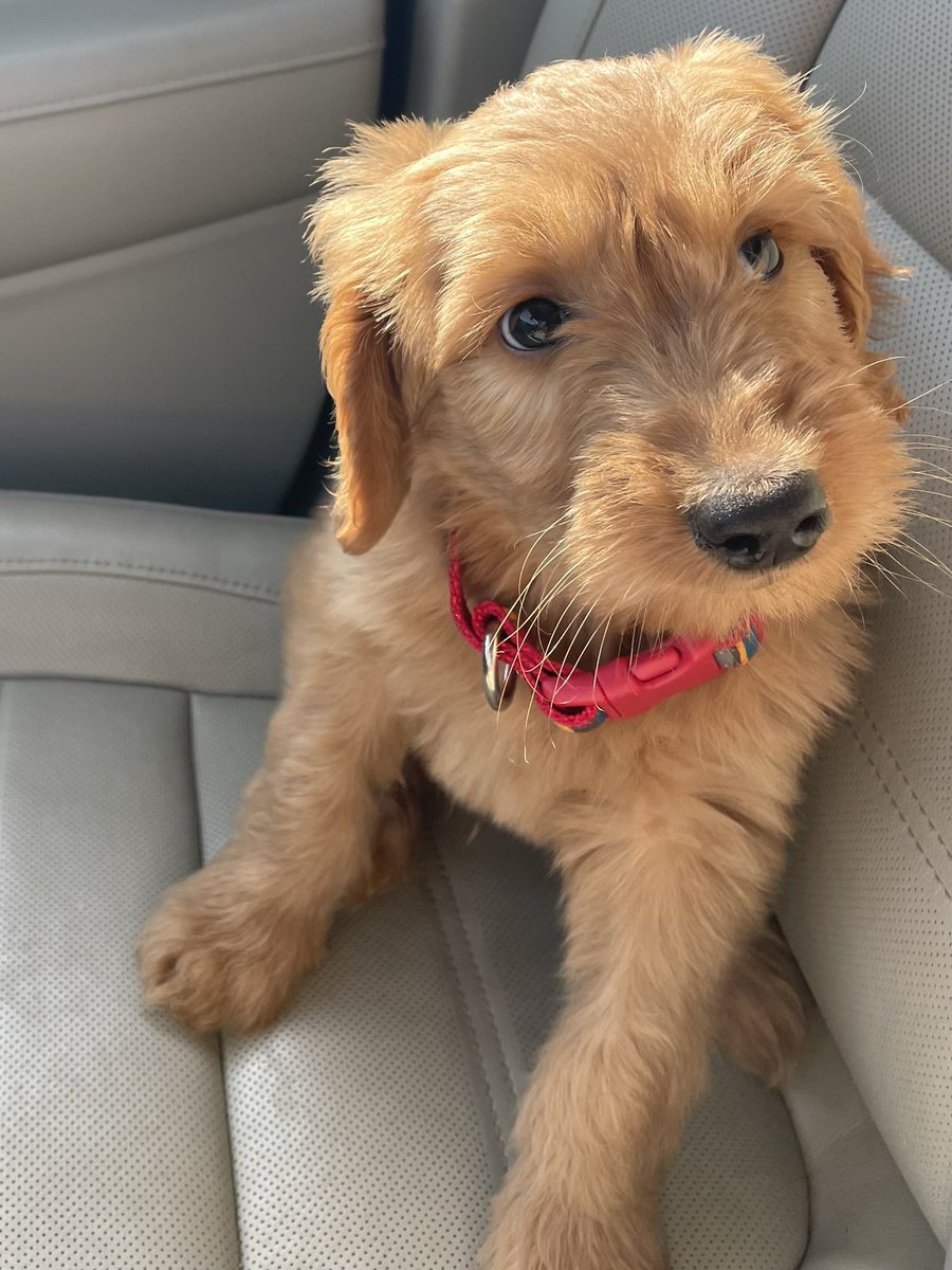 coach_trap's tweet photo. Welcome to the Traphagen Family. Name is Jersey! https://t.co/lKRSKsNeJW