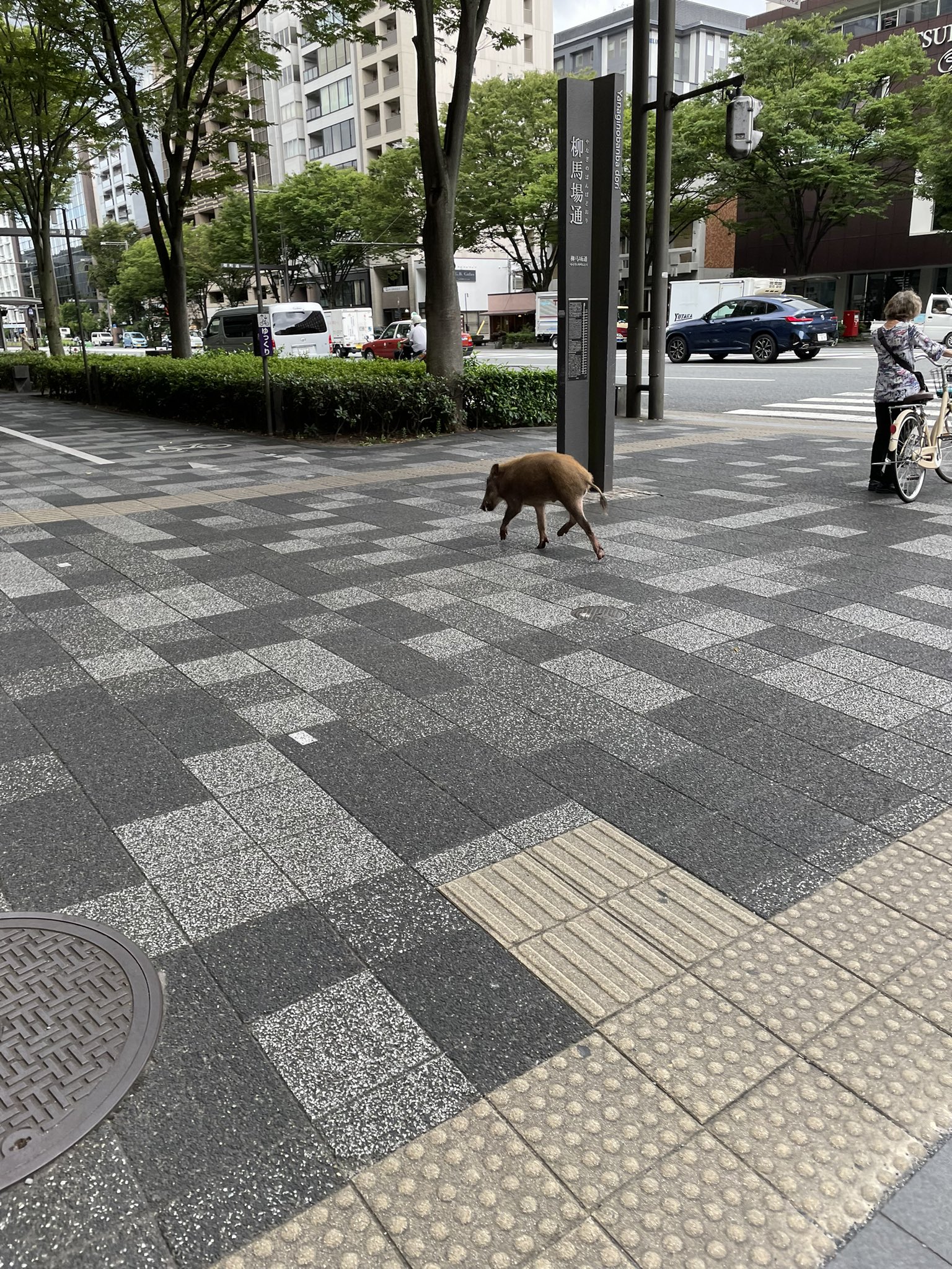 Tyc 京都の御池通を颯爽と駆け抜ける一頭のイノシシ 京都 御池通 イノシシ T Co Gzcielqzms Twitter